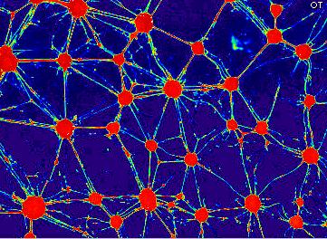 reaggregated embryonic chicken neuron of the cerebralhemispheres (stage 31), after 6d in a primary cell culture